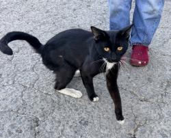 Found/Stray Male Cat last seen Palermo Restaurant in San Jose , San Jose, CA 95126