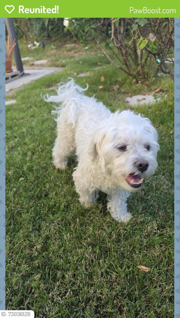 Reunited Male Dog last seen Shawnee & Osage, Lake Forest, CA 92630