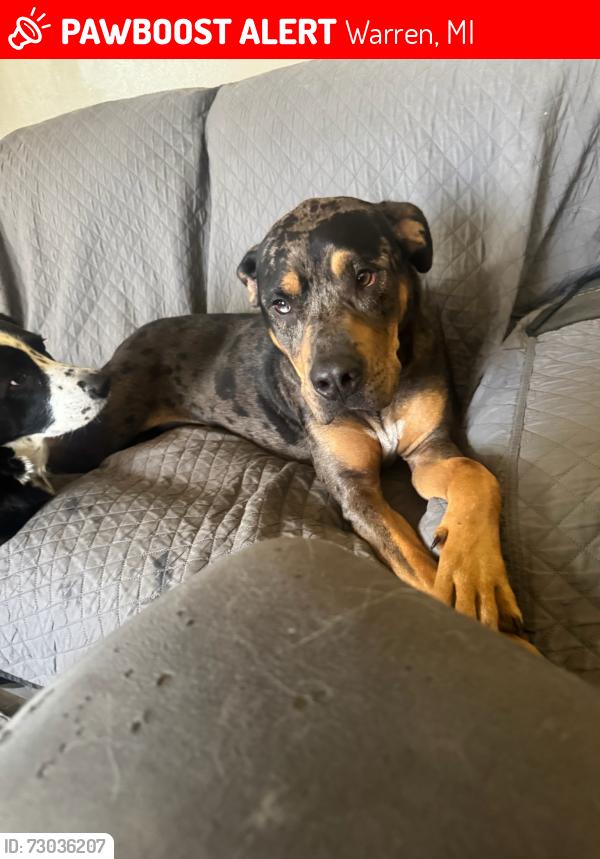 Lost Male Dog last seen West hoover south 11 mile , Warren, MI 48093