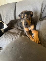 Lost Male Dog last seen West hoover south 11 mile , Warren, MI 48093