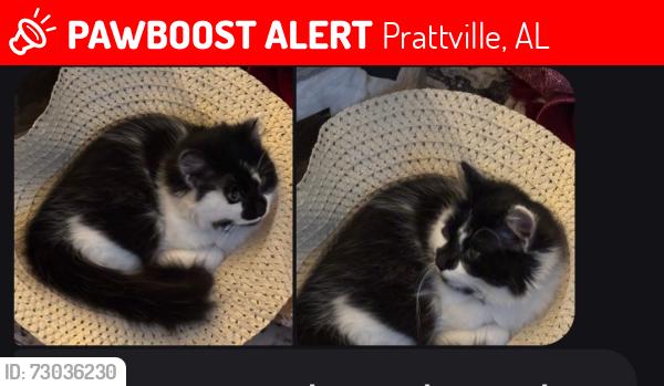 Lost Female Cat last seen Cooper Avenue , Prattville, AL 36066