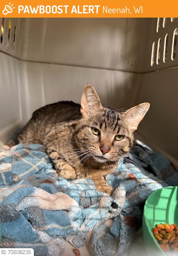 Found/Stray Male Cat last seen Spring Road School Area, Neenah, WI 54956