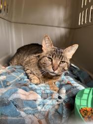 Found/Stray Male Cat last seen Spring Road School Area, Neenah, WI 54956
