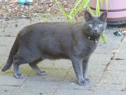 Found/Stray Unknown Cat last seen Vantage Glen, Renton WA, Renton, WA 98055