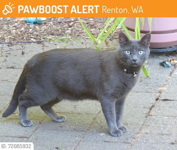 Found/Stray Unknown Cat last seen Vantage Glen, Renton WA, Renton, WA 98055