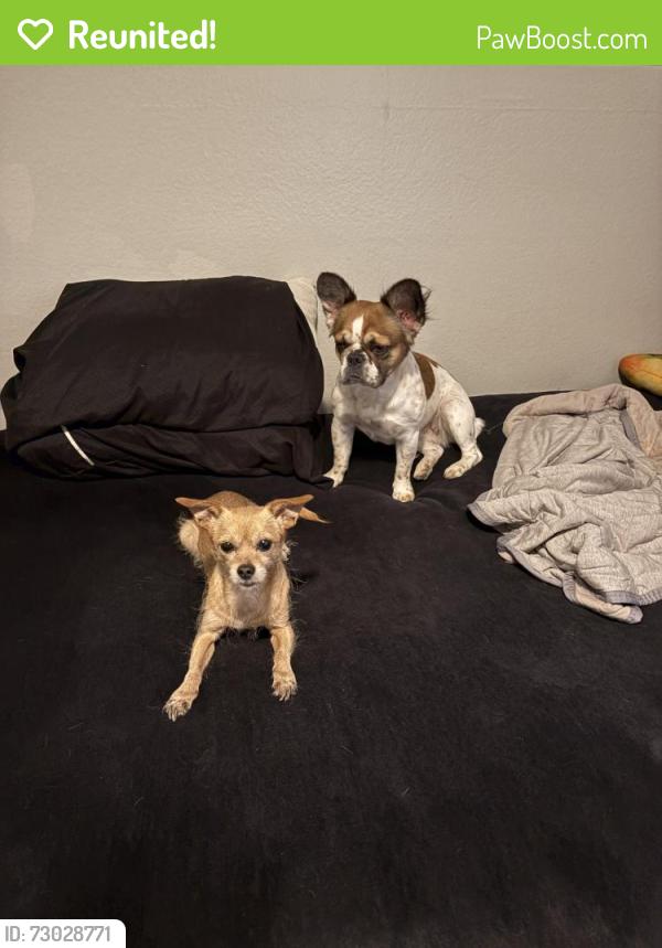 Reunited Female Dog last seen Near acacia ave, Victorville, CA 92392