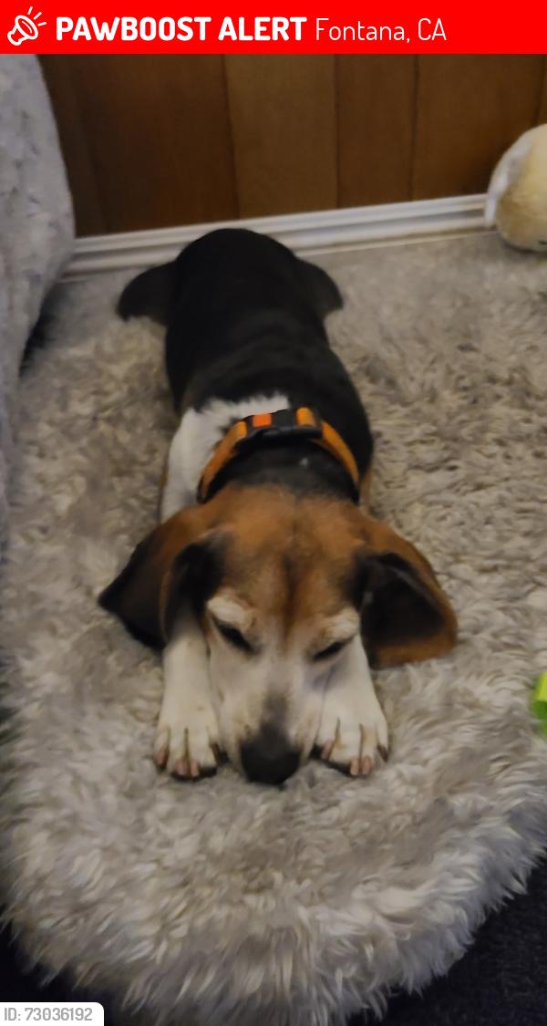 Lost Male Dog last seen Mcwethy st and maple ave. Fontana , Fontana, CA 92376