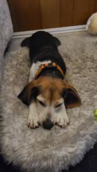 Lost Male Dog last seen Mcwethy st and maple ave. Fontana , Fontana, CA 92376