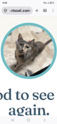 Lost Female Cat last seen chichory ave, Palm Bay, FL 32907