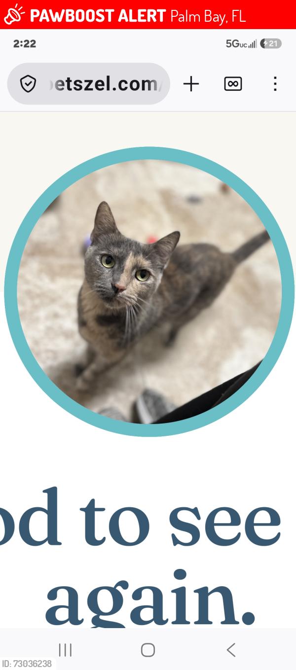 Lost Female Cat last seen chichory ave, Palm Bay, FL 32907