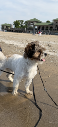 Lost Male Dog last seen Home , Chicago, IL 60619