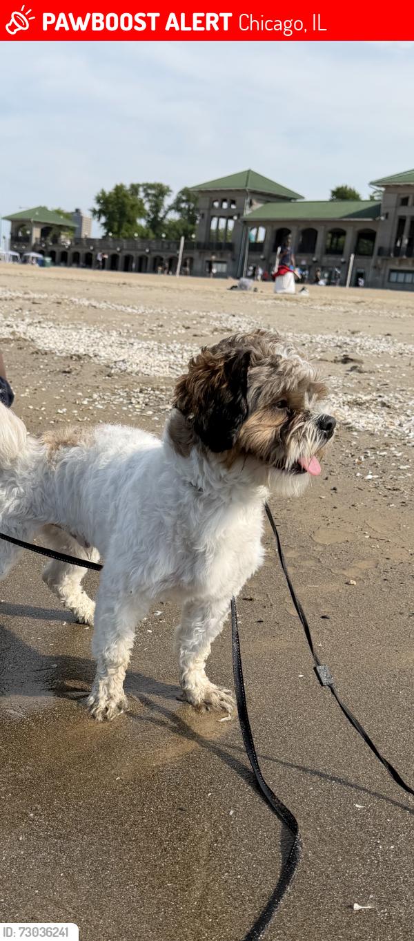 Lost Male Dog last seen Home , Chicago, IL 60619