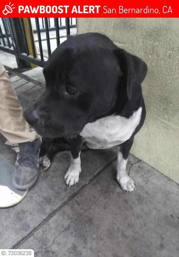 Lost Male Dog last seen Orange show area, San Bernardino, CA 92408