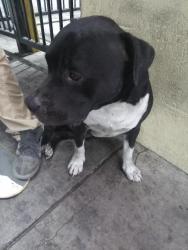 Lost Male Dog last seen Orange show area, San Bernardino, CA 92408