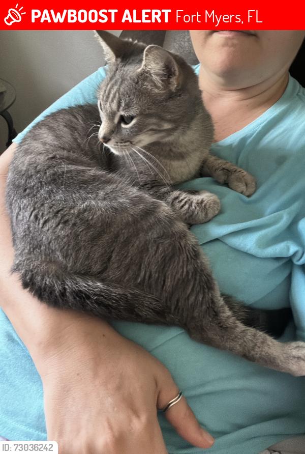 Lost Female Cat last seen Jefferson ave, Fort Myers, FL 33901