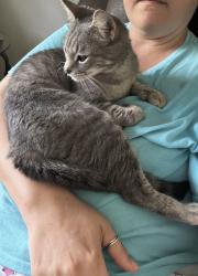 Lost Female Cat last seen Jefferson ave, Fort Myers, FL 33901