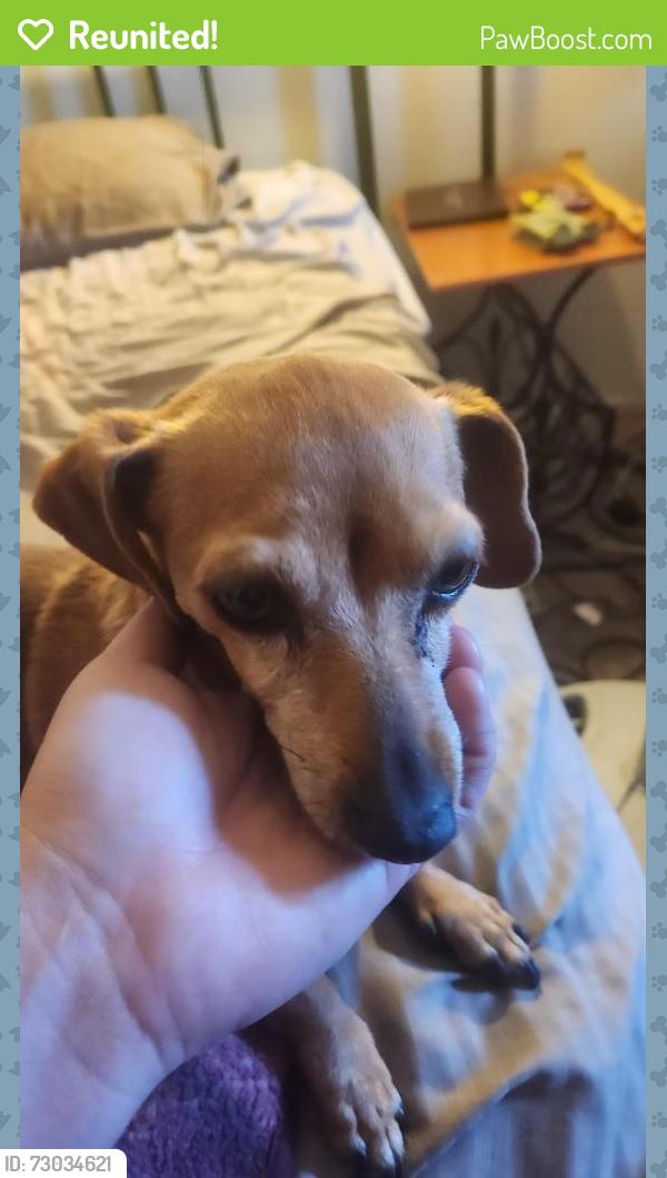 Reunited Female Dog last seen Central x Hermosa st. , Hemet, CA 92544