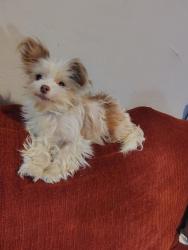 Lost Female Dog last seen Papa John's, North Vernon, IN 47265