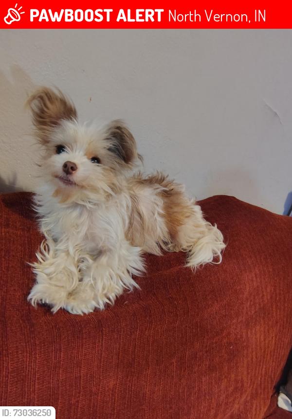 Lost Female Dog last seen Papa John's, North Vernon, IN 47265