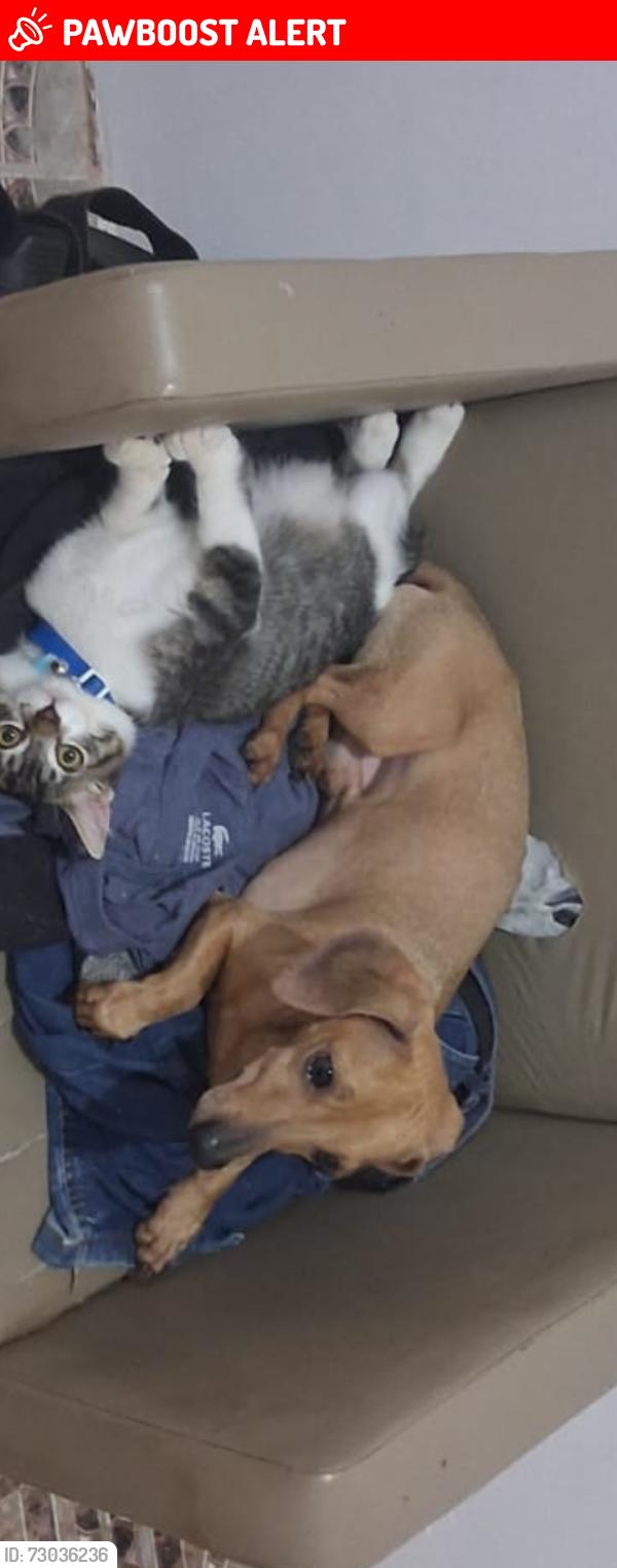 Lost Male Dog last seen Batuira, Jardim D Manoel, SP 08563-330