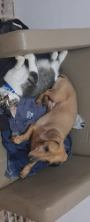 Lost Male Dog last seen Batuira, Jardim D Manoel, SP 08563-330