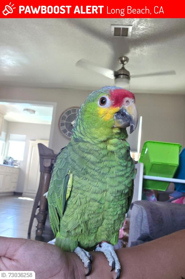 Lost Male Bird last seen atlantic ave & harding st, Long Beach, CA 90805