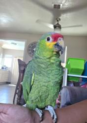 Lost Male Bird last seen atlantic ave & harding st, Long Beach, CA 90805