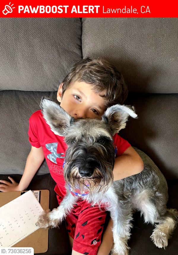 Lost Male Dog last seen El camino village , Lawndale, CA 90260