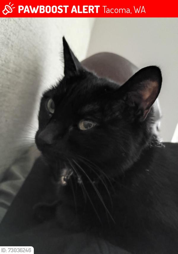 Lost Female Cat last seen South m street, Tacoma, WA 98405
