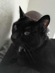 Lost Female Cat last seen South m street, Tacoma, WA 98405