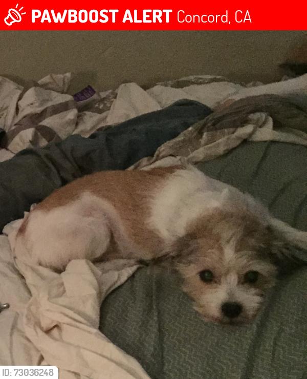 Lost Male Dog last seen Oak Grove Ave., Concord, CA 94518