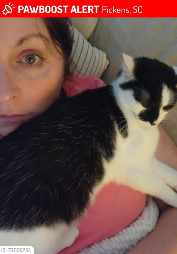 Lost Female Cat last seen Margaret street, Pickens, SC 29671