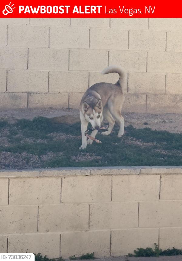 Lost Female Dog last seen Alexander Torrey pines, Las Vegas, NV 89108