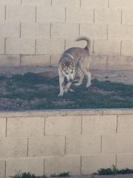 Lost Female Dog last seen Alexander Torrey pines, Las Vegas, NV 89108