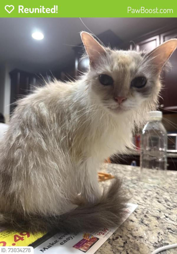 Reunited Female Cat last seen Iron Oak Terrace, Sterling, VA 20166