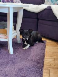 Reunited Male Dog last seen ALVORD ST, MCCRAYS' FARM, STONEGATE, South Hadley, MA 01075