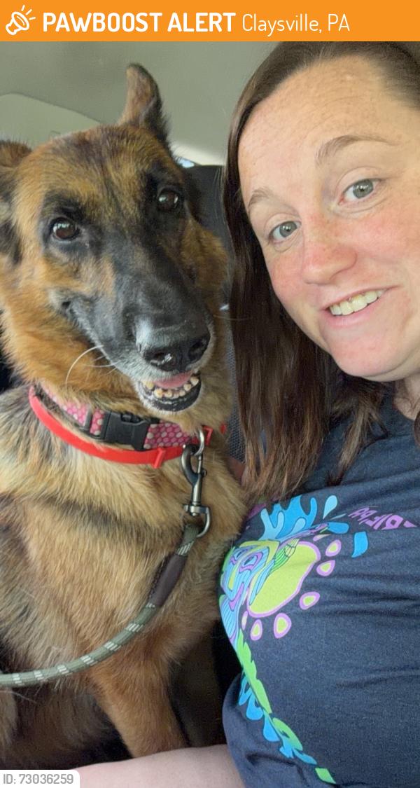 Found/Stray Female Dog last seen Claysville welcome center, Claysville, PA 15323
