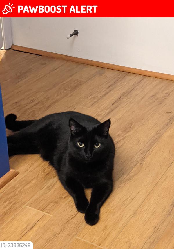 Lost Female Cat last seen Near AVE NE Salmon Arm, v1e 2a9, Salmon Arm, BC V1E 2A9