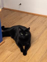 Lost Female Cat last seen Near AVE NE Salmon Arm, v1e 2a9, Salmon Arm, BC V1E 2A9