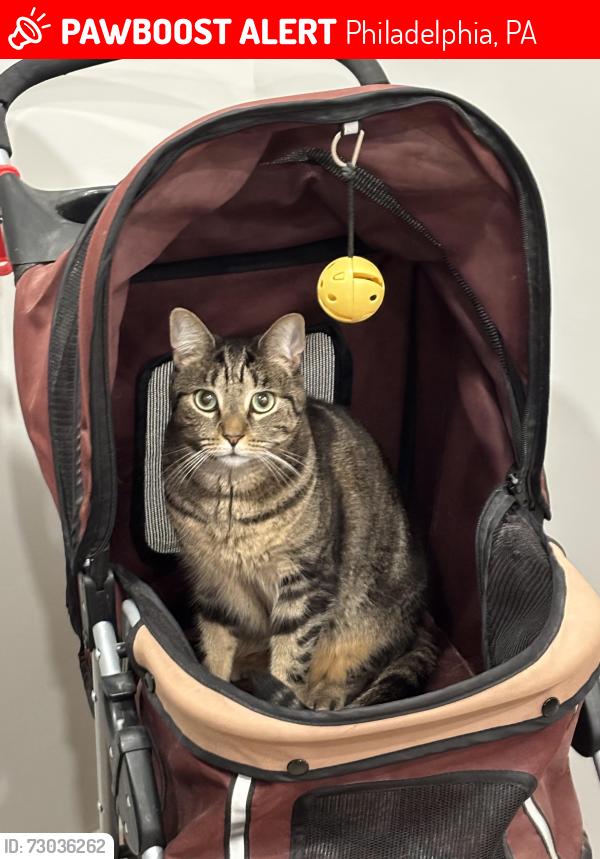 Lost Male Cat last seen York street Philadelphia, PA, Philadelphia, PA 19125