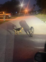 Found/Stray Female Dog last seen Cooper rd , Goodfrey, Spring Hill, FL 34609