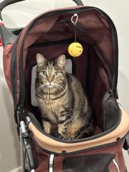 Lost Male Cat last seen York street Philadelphia, PA, Philadelphia, PA 19125