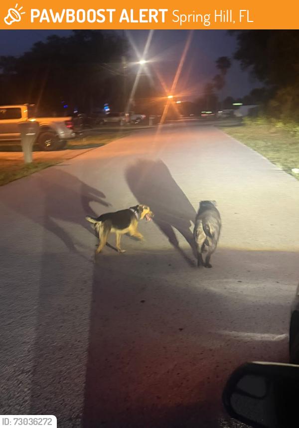 Found/Stray Female Dog last seen Cooper rd , Goodfrey, Spring Hill, FL 34609