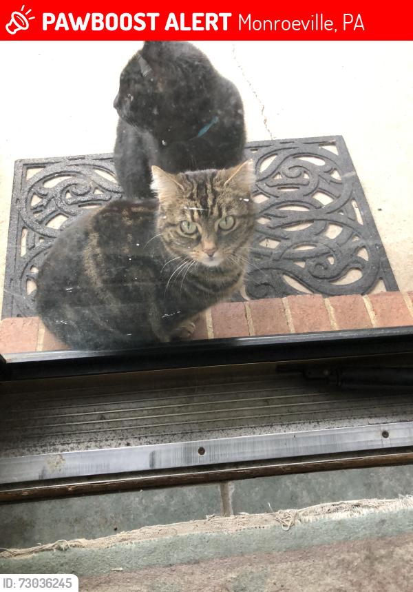 Lost Female Cat last seen Bradberry Drive, Monroeville, PA 15146