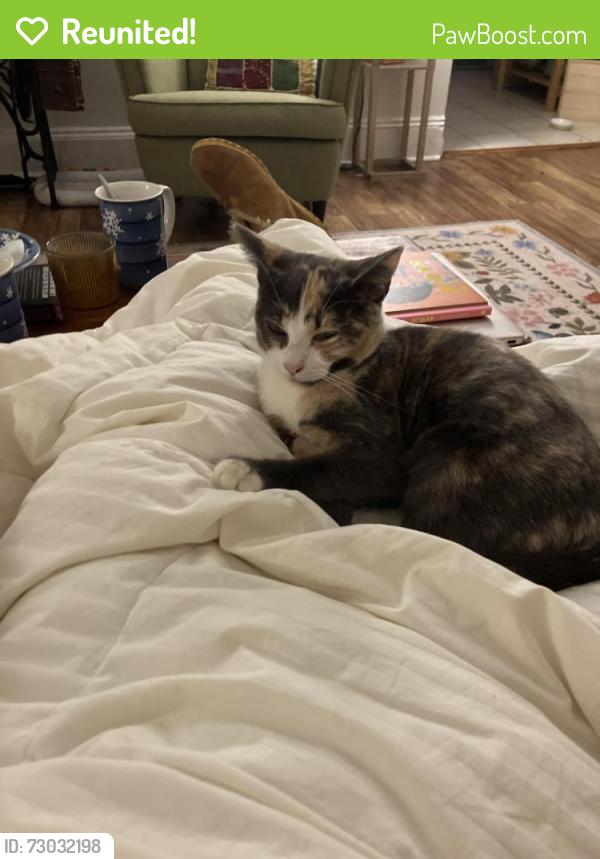 Reunited Female Cat last seen Arrowhead Dr. and Pine Grove Rd, two hses down on the right, Newfoundland, PA 18445