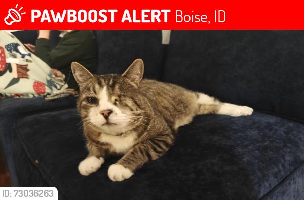 Lost Male Cat last seen West State Street and Pierce Park, Boise, ID 83703