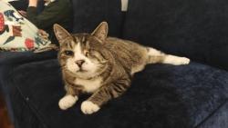 Lost Male Cat last seen West State Street and Pierce Park, Boise, ID 83703