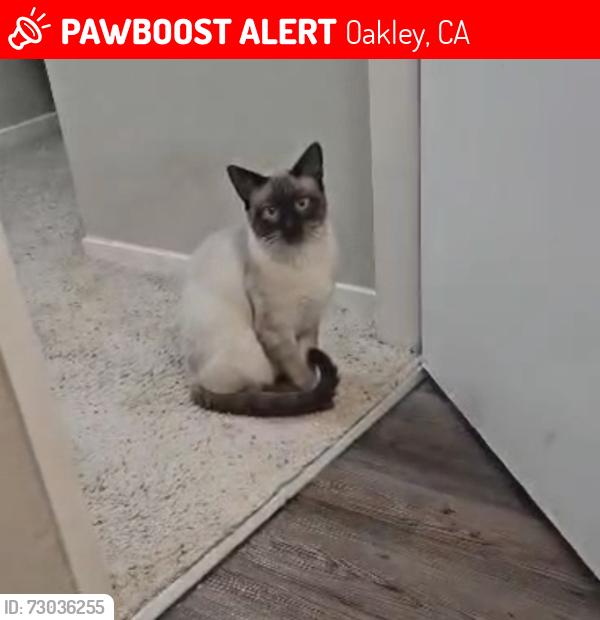 Lost Male Cat last seen Darigold Way/Foremost Drive in Delaney Park in Oakley, CA, Oakley, CA 94561