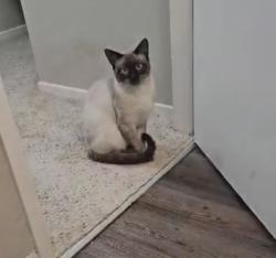 Lost Male Cat last seen Darigold Way/Foremost Drive in Delaney Park in Oakley, CA, Oakley, CA 94561