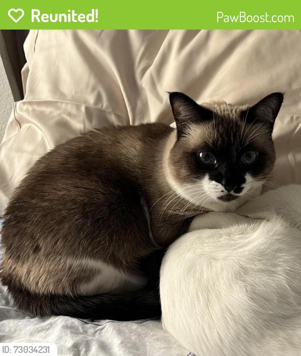 Reunited Female Cat last seen Near Mount Barcroft Dr, Henderson, NV 89015
